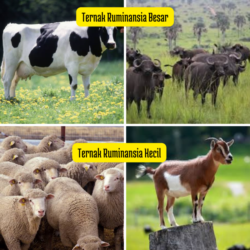 Efektifkah Limbah Jagung Sebagai Pakan Alternatif Ternak Ruminansia ...